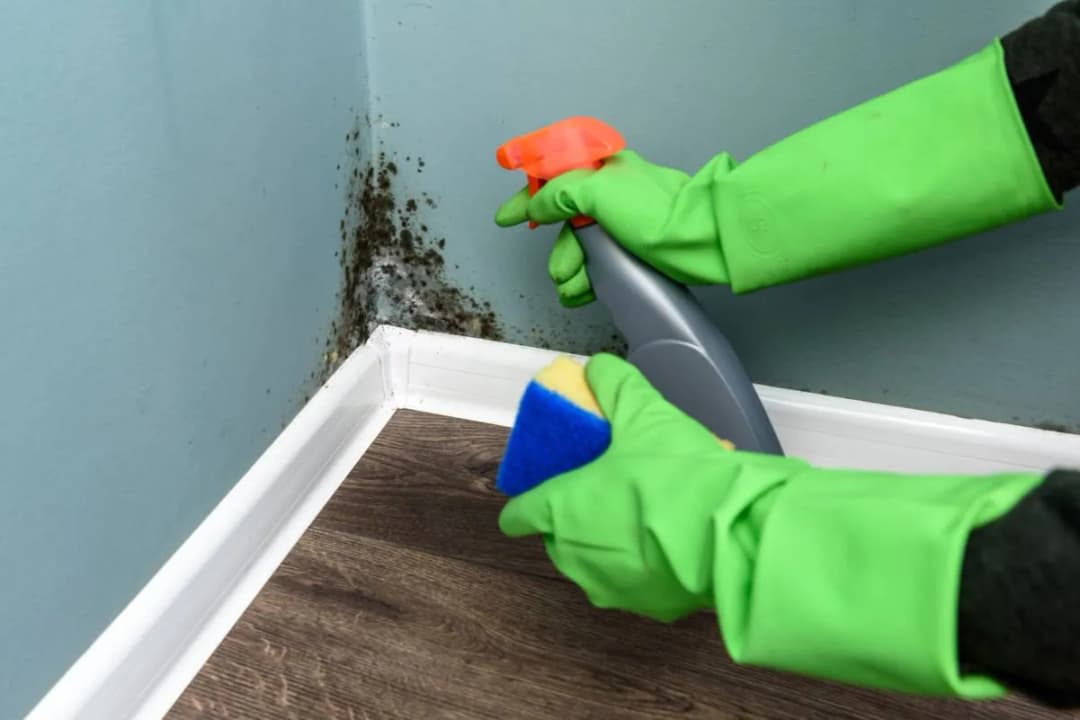 Skuteczne domowe sposoby na usunięcie pleśni ze ściany bez chemii